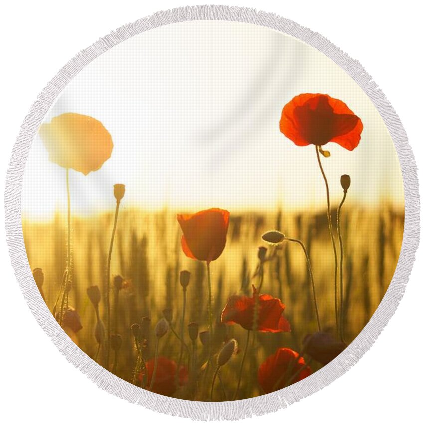Flower Round Beach Towel featuring the photograph Field of poppies at dawn by Top Wallpapers