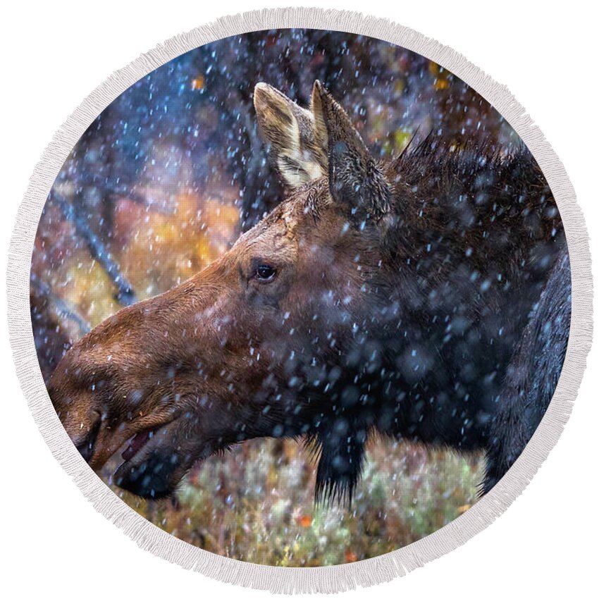 Cow Moose Round Beach Towel featuring the photograph First Snow by Chris Steele