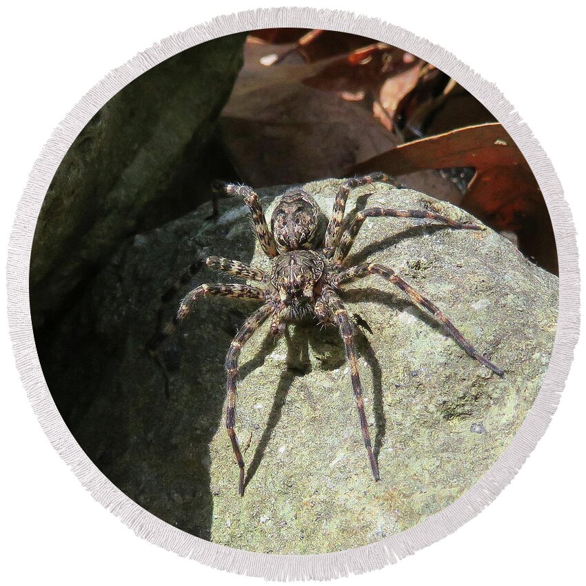 Spider Round Beach Towel featuring the photograph Fishing Spider by Amy E Fraser