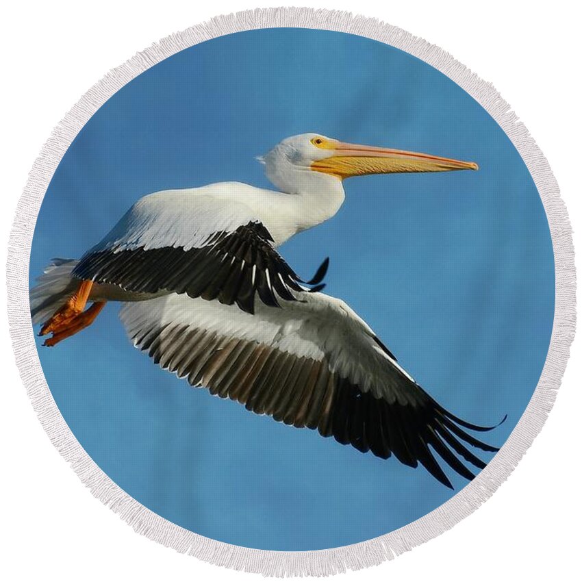 American White Pelican Round Beach Towel featuring the photograph Flight of the White Pelican by Fraida Gutovich