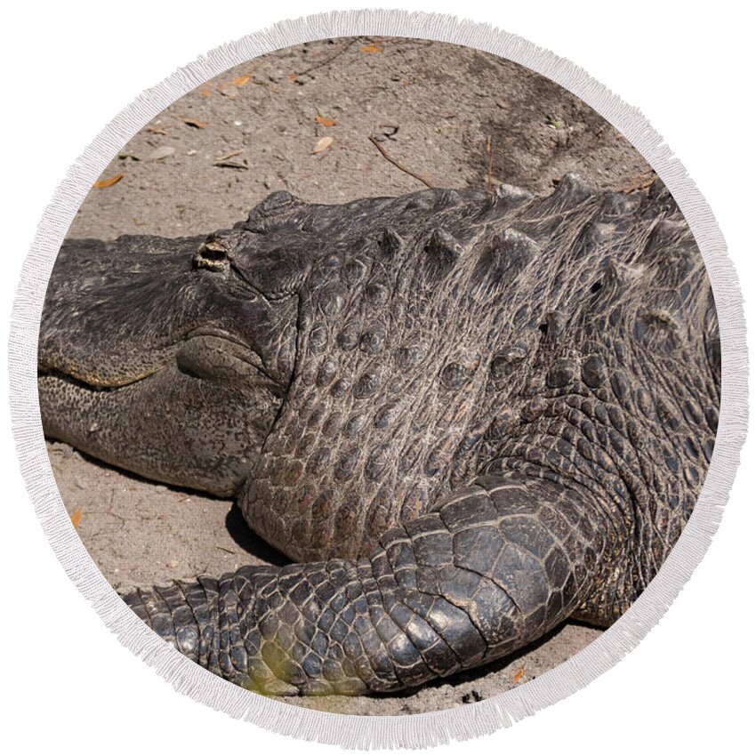 Alligator Round Beach Towel featuring the photograph Florida Denizen by Margaret Zabor
