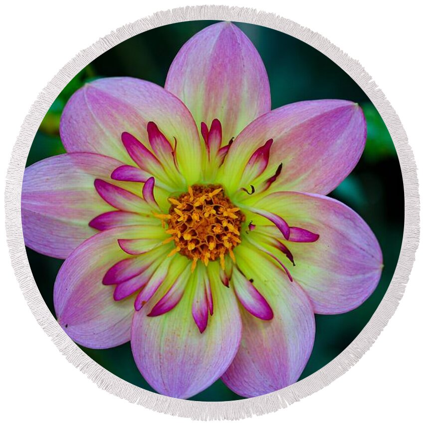 Flower Round Beach Towel featuring the photograph Flower 3 by Anamar Pictures