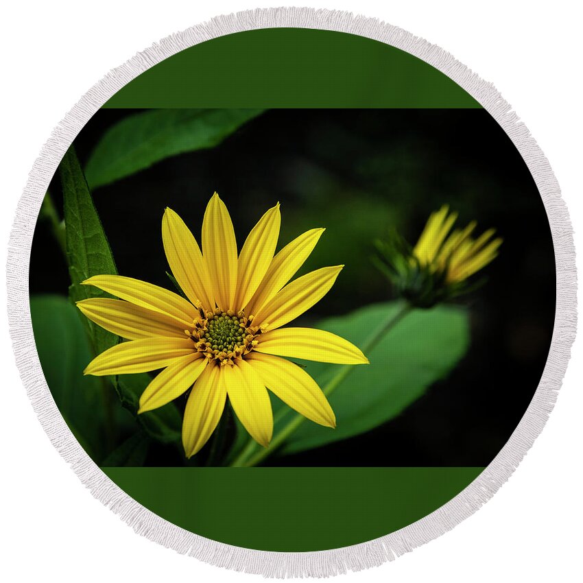 Maine Round Beach Towel featuring the photograph Flower Without Sun by Ray Silva