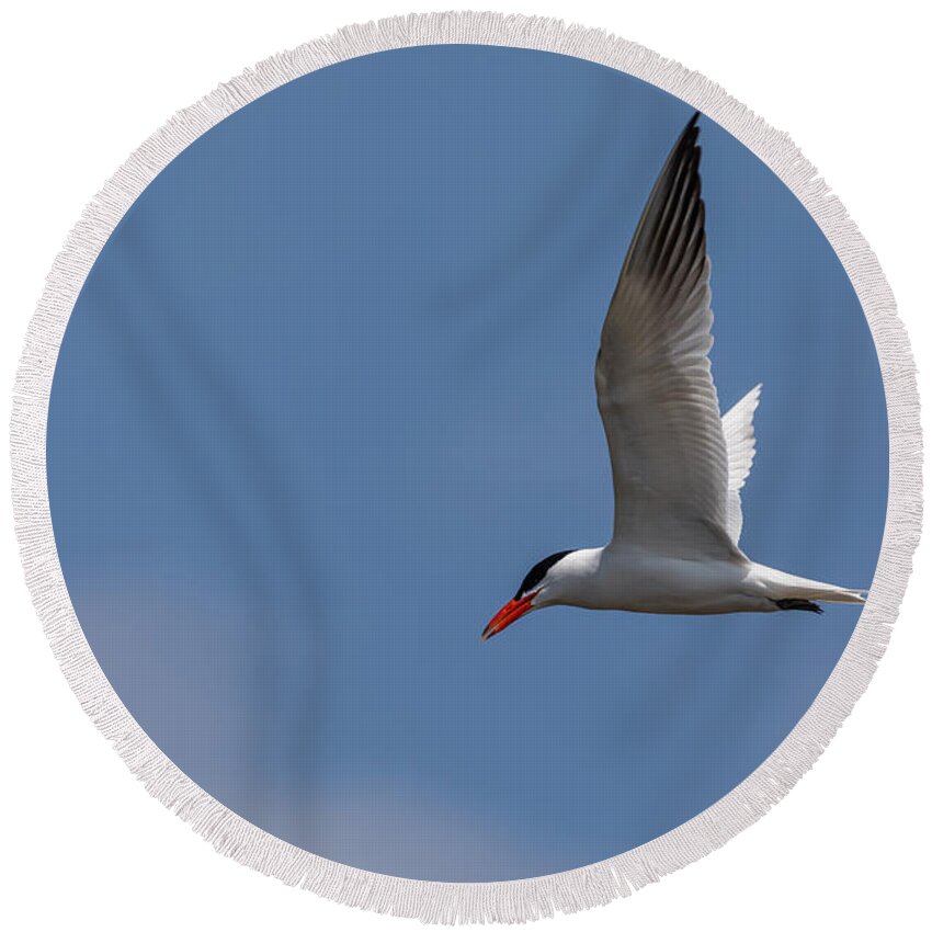 Photography Round Beach Towel featuring the photograph Flying Tern by Alma Danison