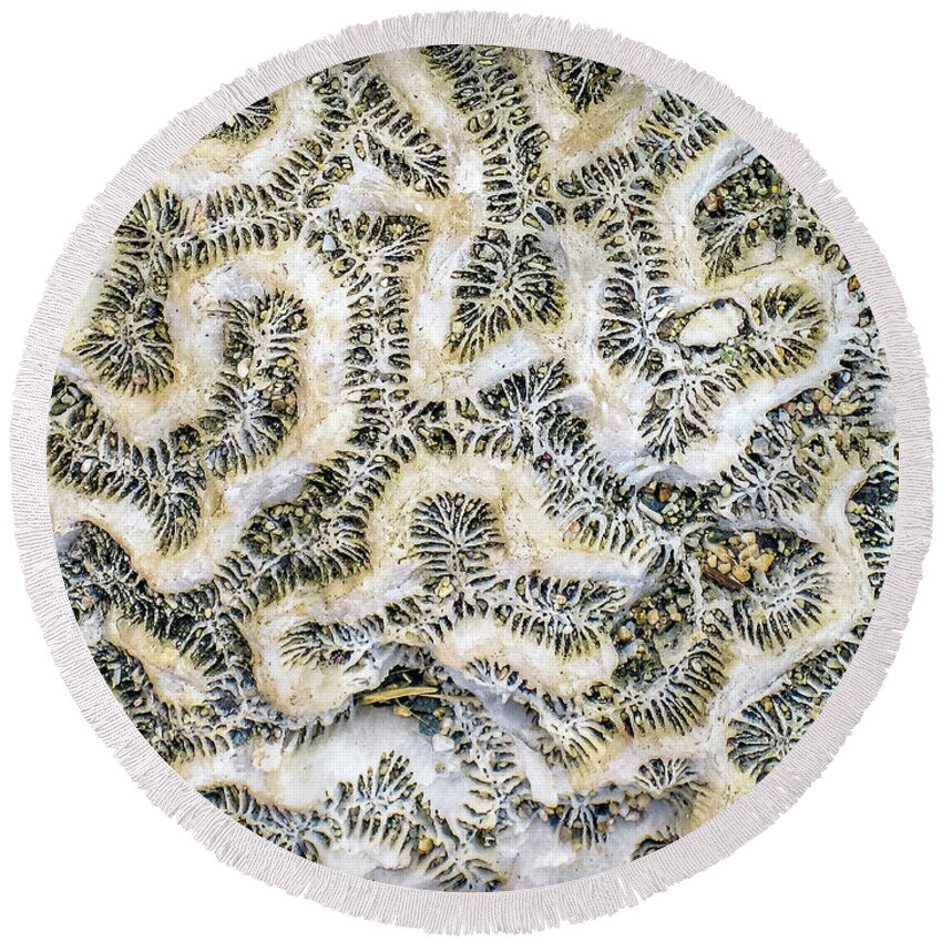 Coral Round Beach Towel featuring the photograph Fossilized Brain Coral by Pheasant Run Gallery