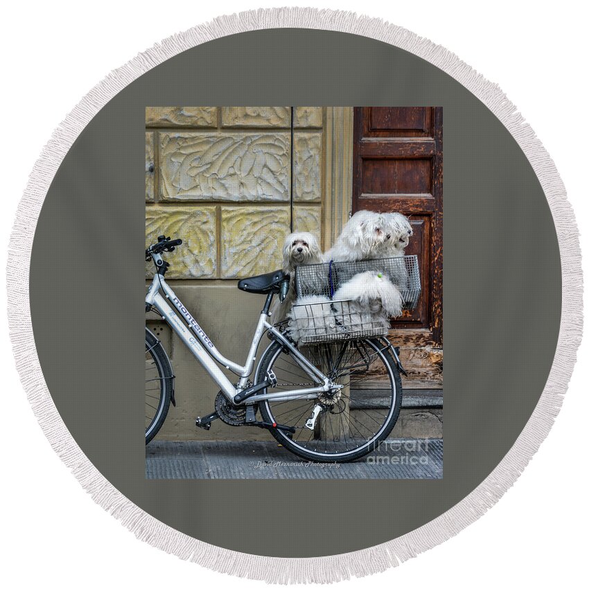 Dogs Round Beach Towel featuring the photograph Four dogs on a bicycle by David Meznarich