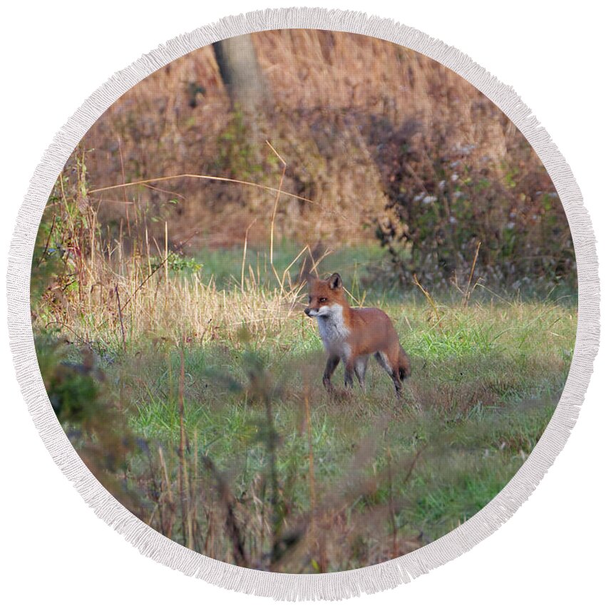 Animal Round Beach Towel featuring the photograph Fox in the wild by Paul Ross