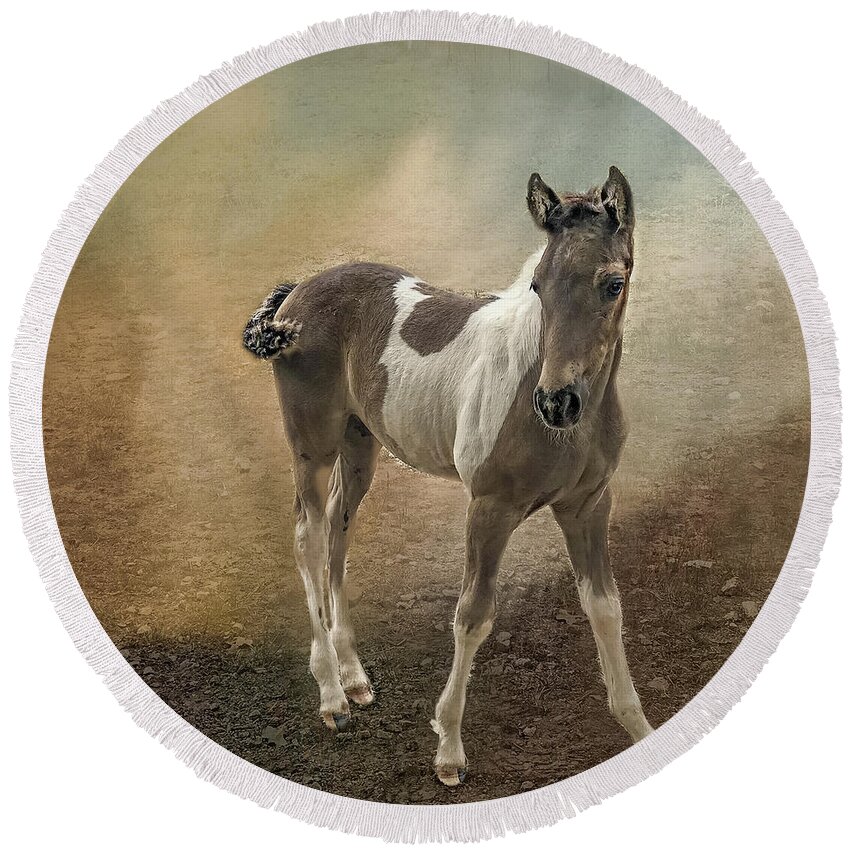 Horses Round Beach Towel featuring the photograph Fox Trotter Foal Horses by Peggy Franz