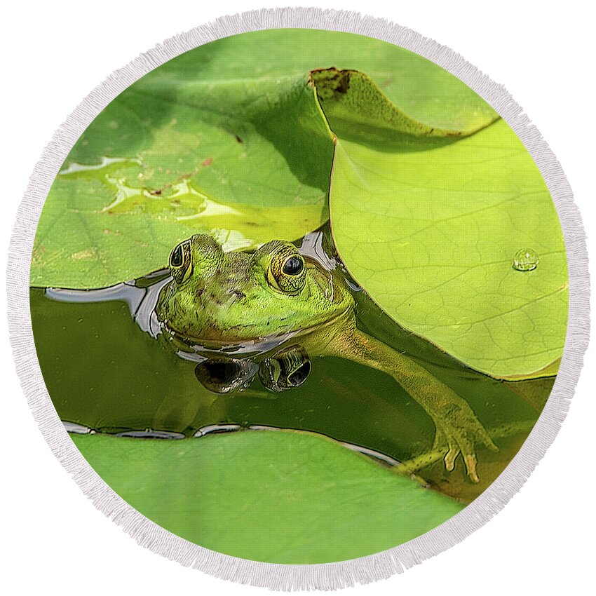 Frog Round Beach Towel featuring the photograph Frog by Minnie Gallman
