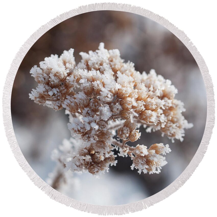 Colorado Round Beach Towel featuring the photograph Frosted Yarrow by Julia McHugh