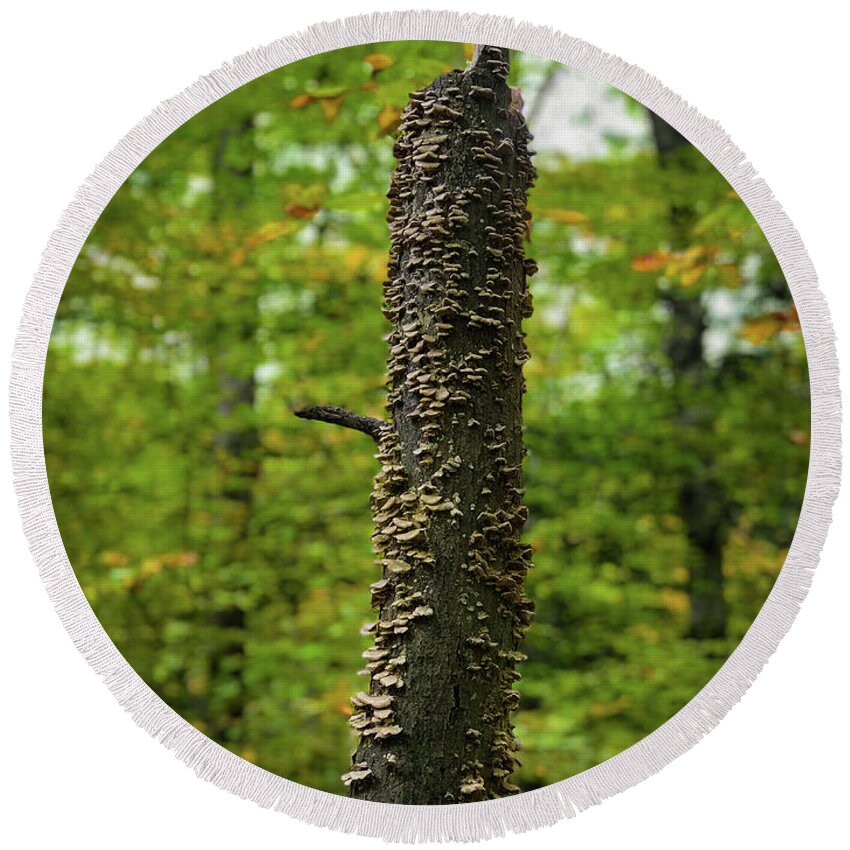 Trees Round Beach Towel featuring the photograph Fungus Among Us by Lora J Wilson