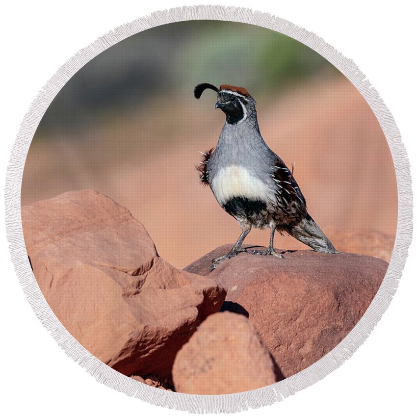 America Round Beach Towel featuring the photograph Gambels Quail one by James Sage