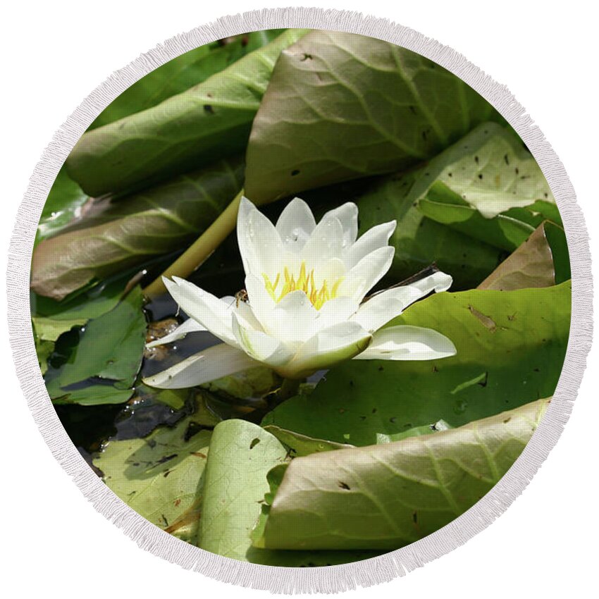 Waterlily Round Beach Towel featuring the photograph Garsington Waterlily by Sarah Otoole