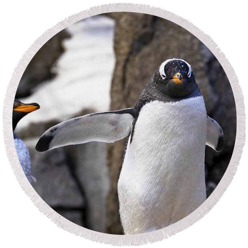 Penguin Round Beach Towel featuring the photograph Gentoo Penguin by Catherine Reading