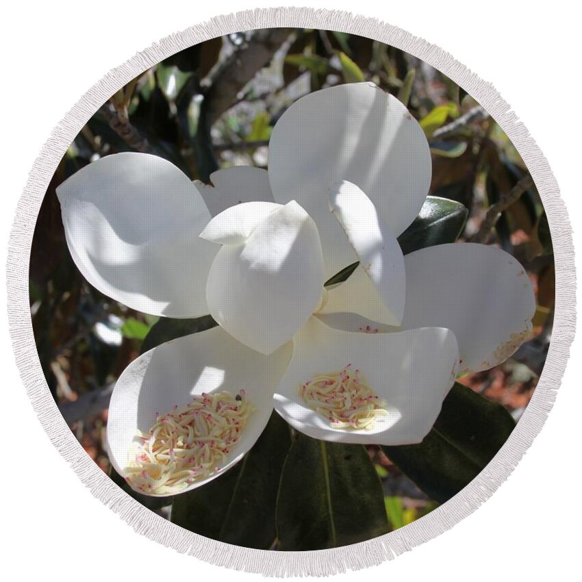 Magnificent White Magnolia Blossoms Round Beach Towel featuring the photograph Gigantic White Magnolia Blossoms Blowing in the Wind by Philip And Robbie Bracco