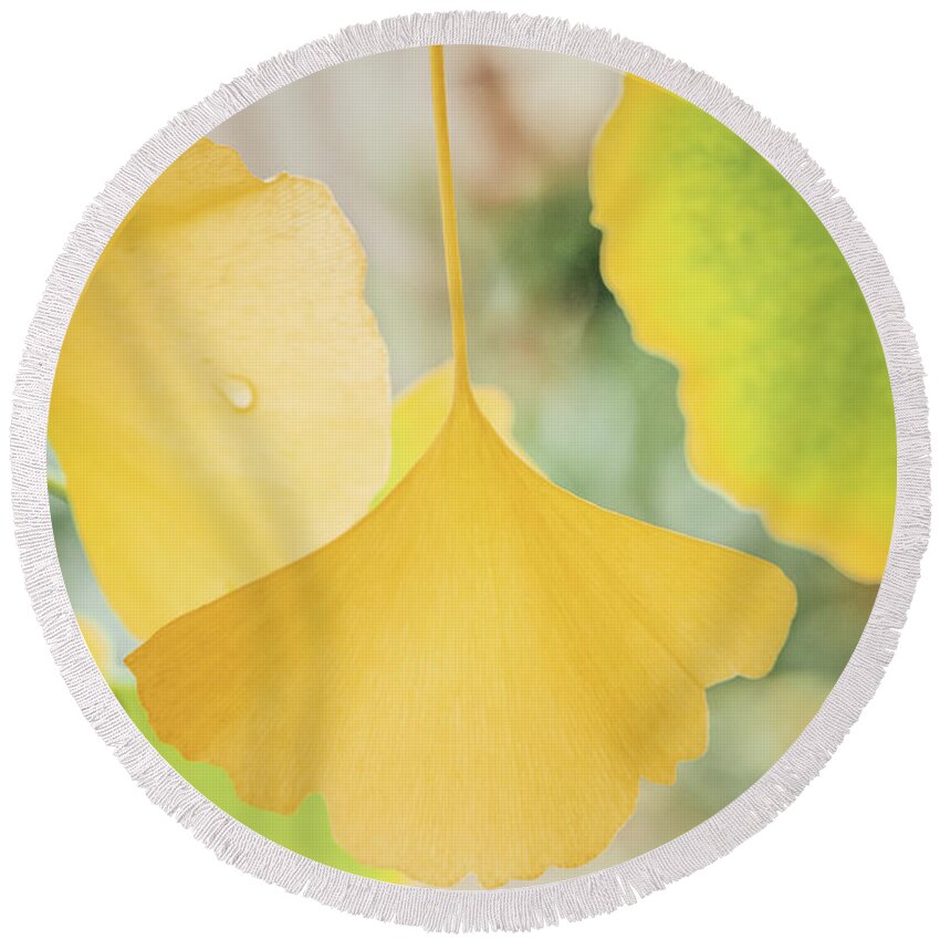 Ginkgo Round Beach Towel featuring the photograph Ginkgo Symbol by Philippe Sainte-Laudy