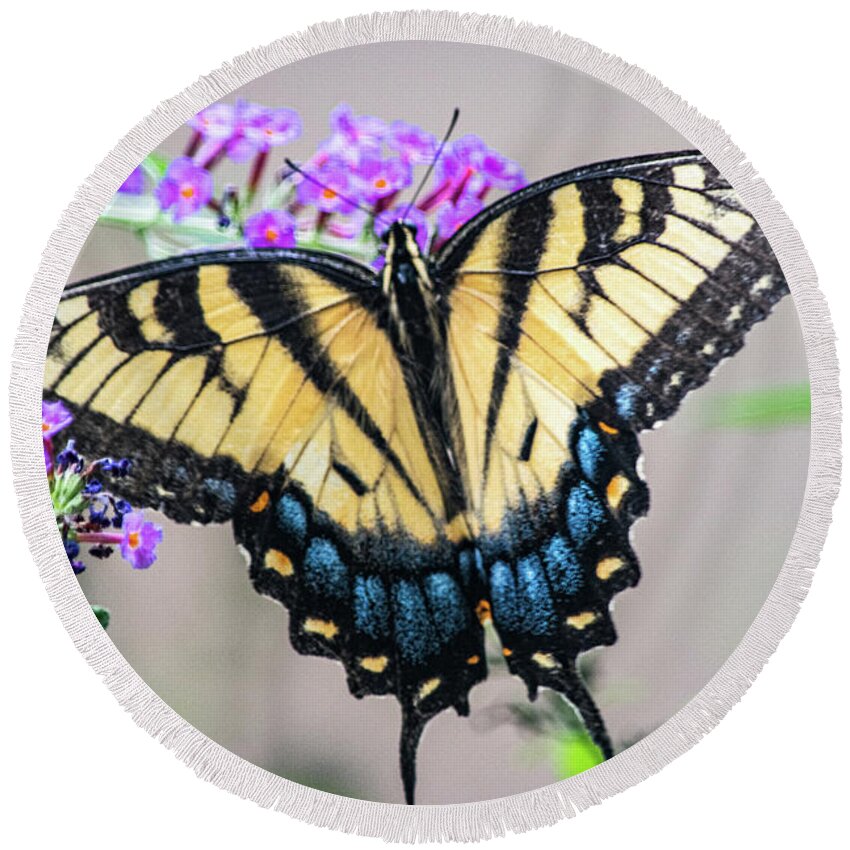 Eastern Tiger Swallowtail Butterfly Round Beach Towel featuring the photograph Glorious Swallowtail by Mary Ann Artz