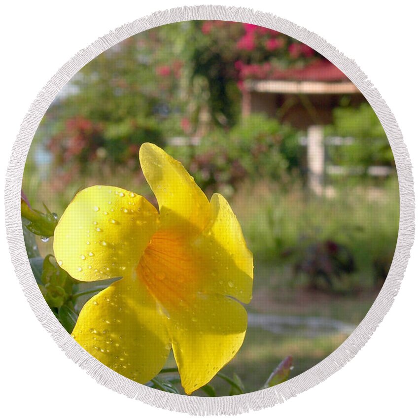 Yellow Round Beach Towel featuring the photograph Golden Dew by Steven Robiner