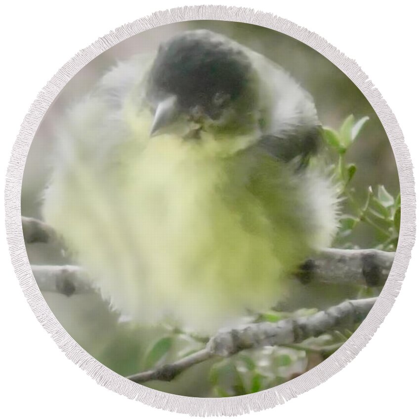American Goldfinch Round Beach Towel featuring the photograph Goldfinch Fluffball 2 by Judy Kennedy