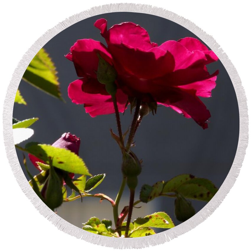 Botanical Round Beach Towel featuring the photograph Good Afternoon Rose by Richard Thomas
