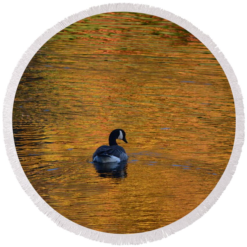 Geese Round Beach Towel featuring the photograph Goose Swimming In Autumn Colors by Dani McEvoy