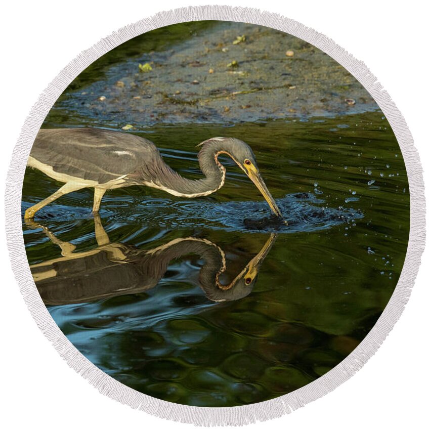 Birds Round Beach Towel featuring the photograph Gotcha by Donald Brown