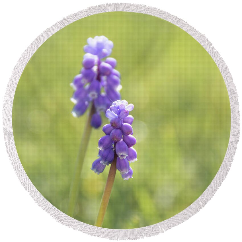 Background Round Beach Towel featuring the photograph Grape Hyacinth flowers by Scott Lyons