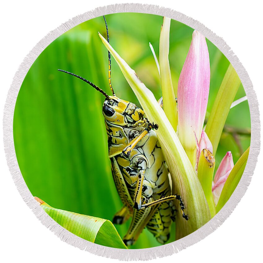 Wildlife Round Beach Towel featuring the photograph Grasshopper on Flower by Kenneth Albin