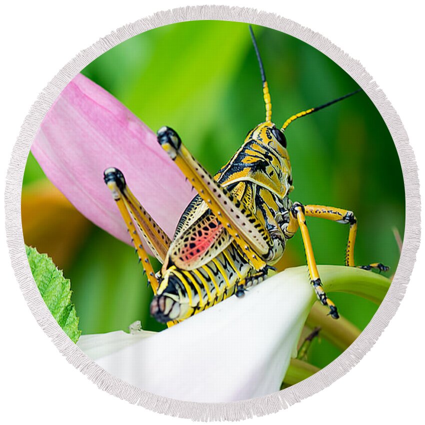 Wildlife Round Beach Towel featuring the photograph Grasshopper View Of Life by Kenneth Albin