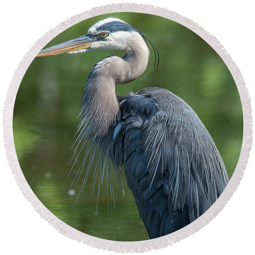 Nature Round Beach Towel featuring the photograph Great Blue Heron after Preening DMSB0157 by Gerry Gantt