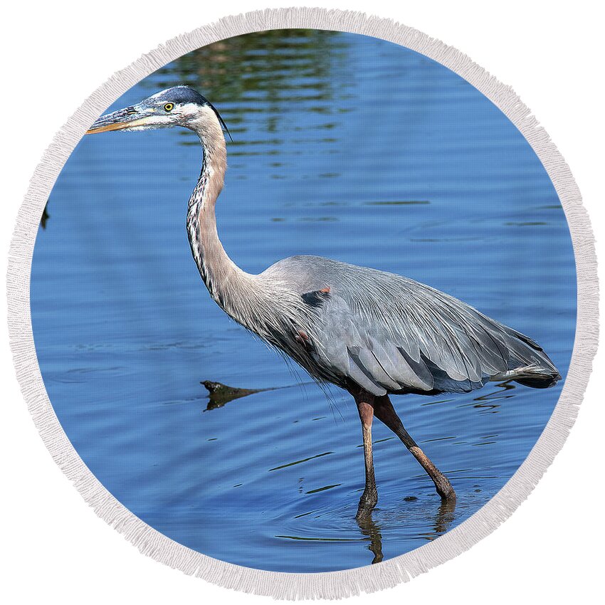 Nature Round Beach Towel featuring the photograph Great Blue Heron DMSB0167 by Gerry Gantt