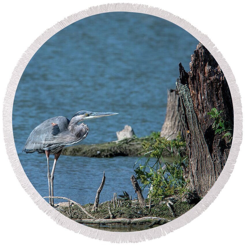 Nature Round Beach Towel featuring the photograph Great Blue Heron DMSB0213 by Gerry Gantt
