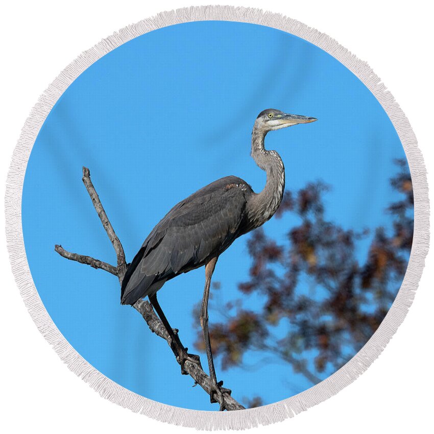 Nature Round Beach Towel featuring the photograph Great Blue Heron in a Tree DMSB0210 by Gerry Gantt