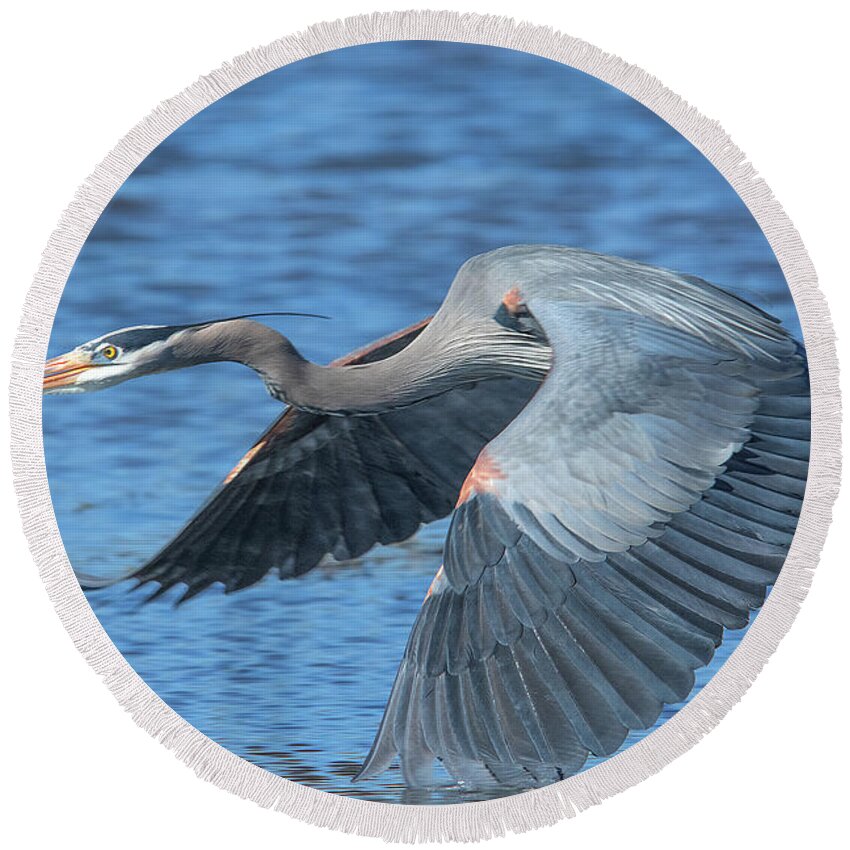 Nature Round Beach Towel featuring the photograph Great Blue Heron in Flight DMSB0153 by Gerry Gantt