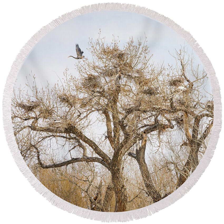 Great Blue Heron Round Beach Towel featuring the photograph Great Blue Heron Rookery by James BO Insogna