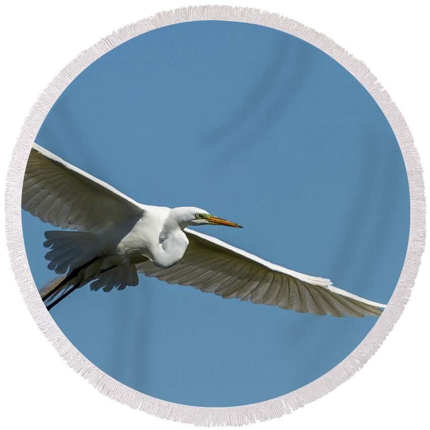 Great Egret Round Beach Towel featuring the photograph Great Egret 2014-2 by Thomas Young