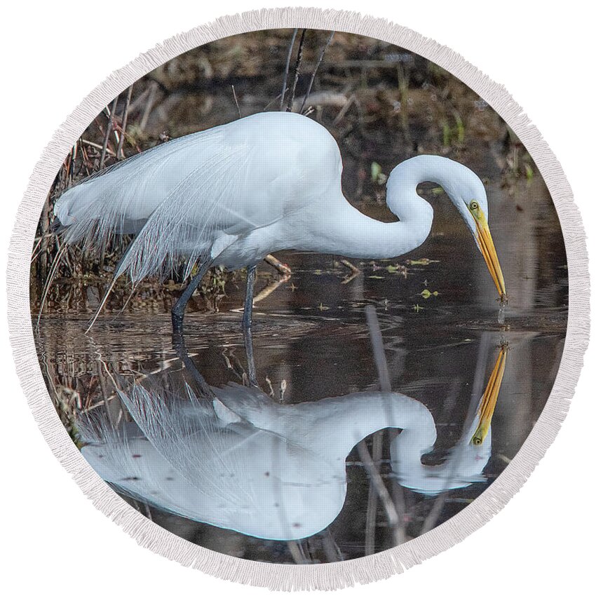 Nature Round Beach Towel featuring the photograph Great Egret in Breeding Plumage DMSB0154 by Gerry Gantt