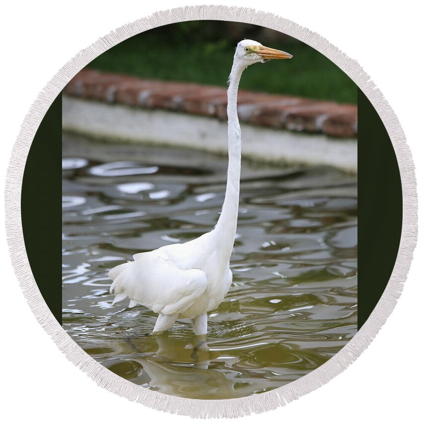Great Egret Dominican Republic Large Bird Long Neck Graceful White Water Wildlife Round Beach Towel featuring the photograph Great Egret by Scott Burd