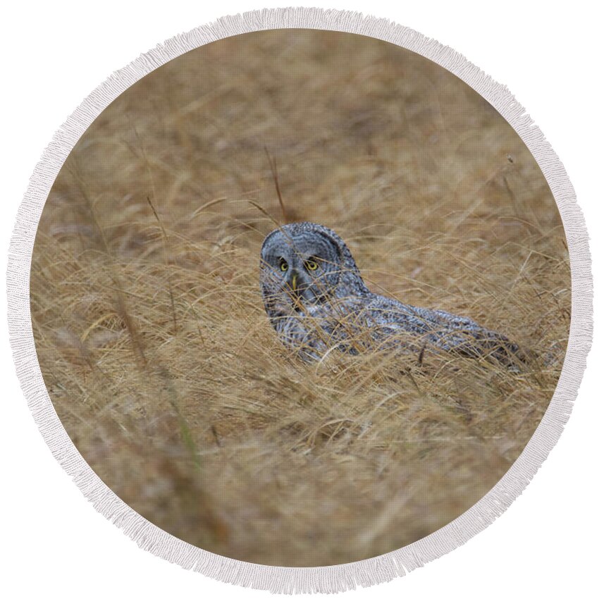 Owl Round Beach Towel featuring the photograph Great Gray Owl #1 of 5 by Patrick Nowotny