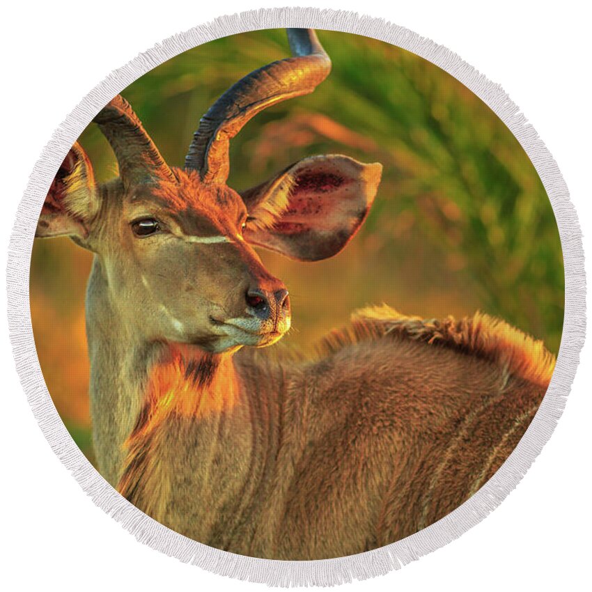Kudu Round Beach Towel featuring the photograph Greater kudu portrait by Benny Marty