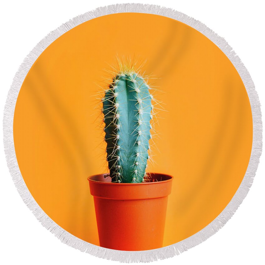 Cactus Round Beach Towel featuring the photograph Green cactus in decor pot over bright orange pastel background. by Jelena Jovanovic