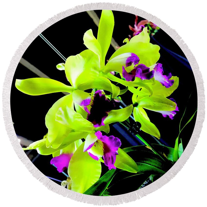  #flowersofaloha #flowers # Flowerpower #aloha #hawaii #aloha #puna #pahoa #thebigisland #greenpurpleorchidaloha #green#purple #orchid Round Beach Towel featuring the photograph Green Purple Orchid Aloha by Joalene Young