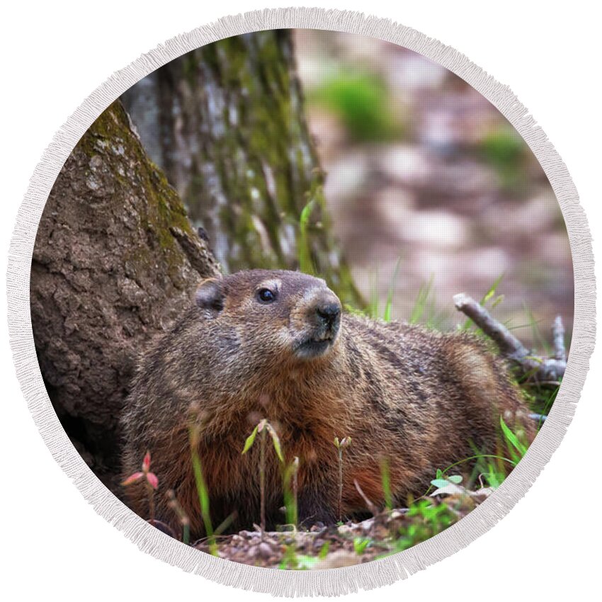Groundhog Round Beach Towel featuring the photograph Groundhog by Susan Rissi Tregoning