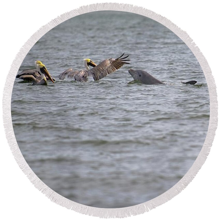Wildlife Photography Round Beach Towel featuring the photograph Hello Friends Pelicans and Dolphin by T Lynn Dodsworth