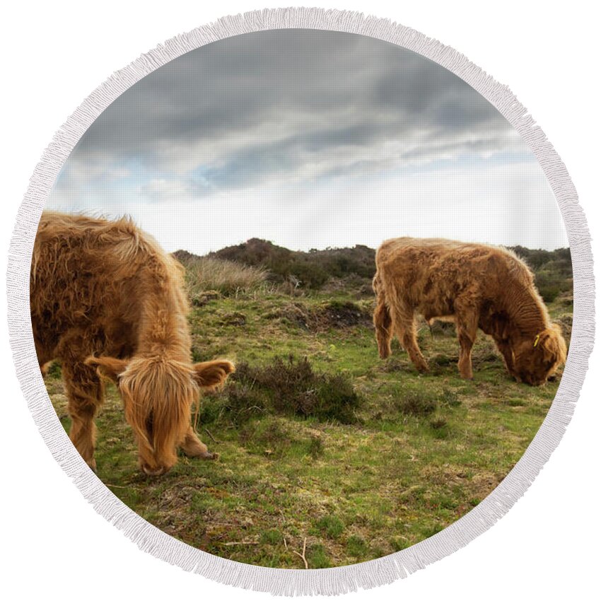 Animal Round Beach Towel featuring the photograph Highland Cattle feeding at Baslow Edge by Scott Lyons