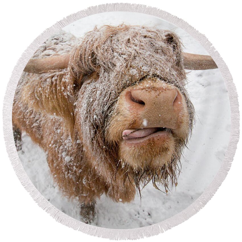 Adam West Round Beach Towel featuring the photograph Highland Cow Tasting Snow by Adam West