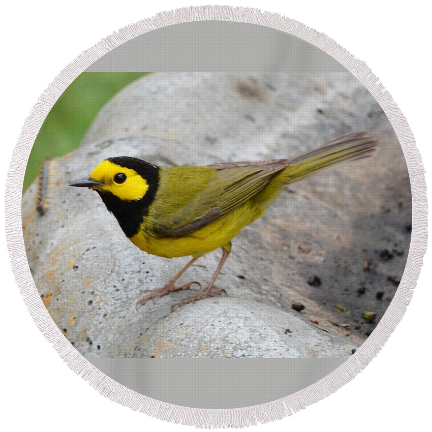 Hooded Warbler Round Beach Towel featuring the photograph Hooded Warbler by Jimmie Bartlett