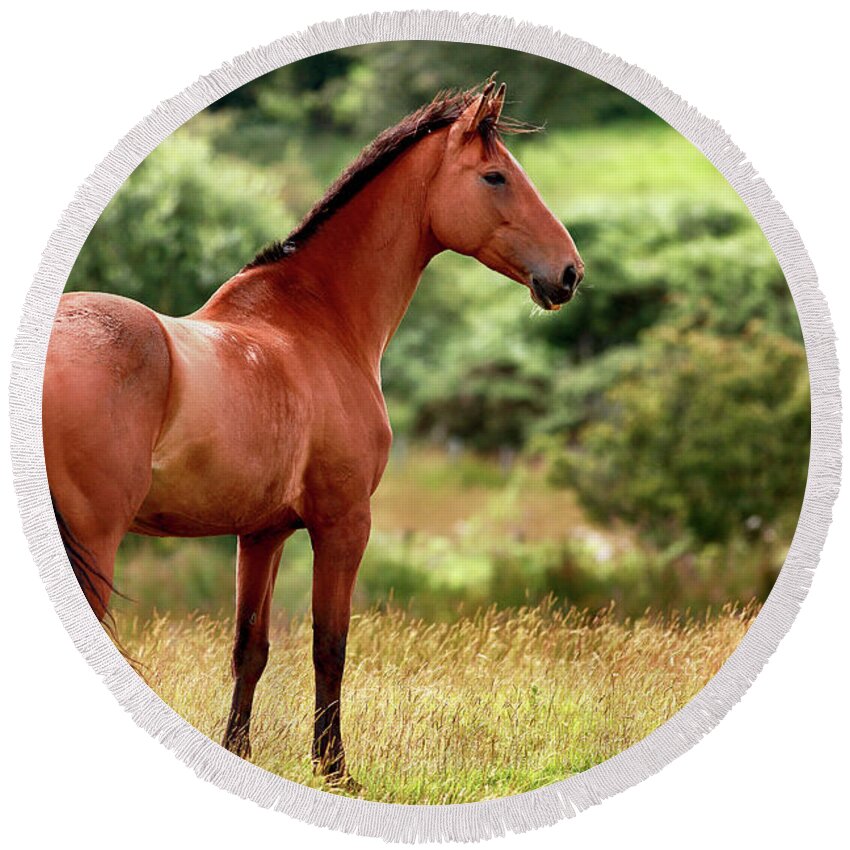 Horse Round Beach Towel featuring the photograph Horse in meadow by Grant Glendinning