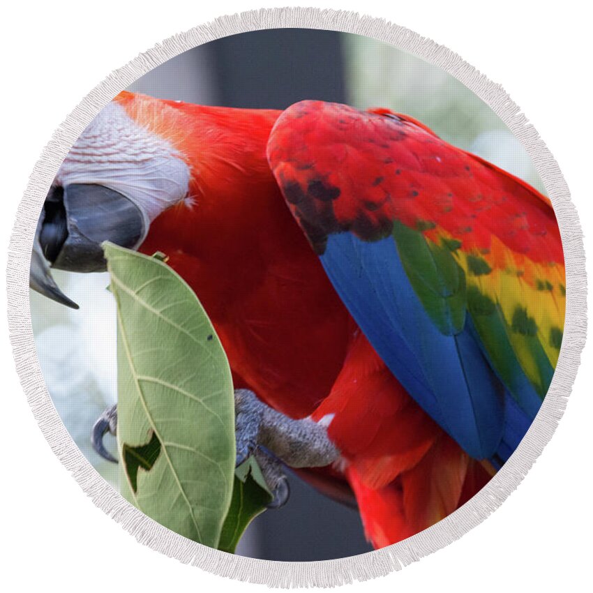 Parrot Round Beach Towel featuring the photograph Hungry Parrot by Margaret Zabor