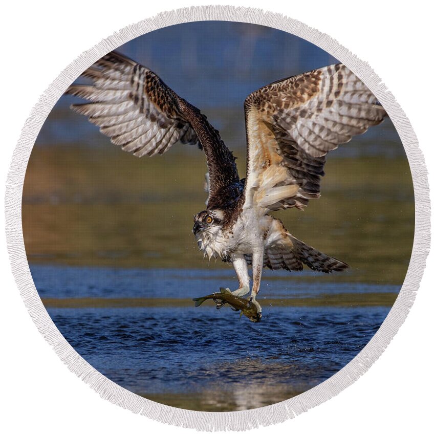 Osprey Round Beach Towel featuring the photograph Hunting Osprey by Beth Sargent